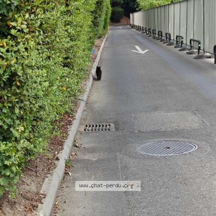 Foto 2/2 Gefundene Katze Gefunden in Geneve