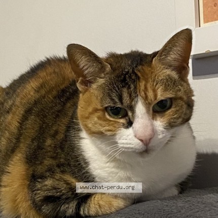 Foto 1/1 kyra Kat vermist in Watermael Boitsfort