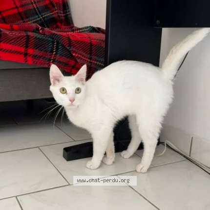 Photo of a cat found in Mauze Sur Le Mignon