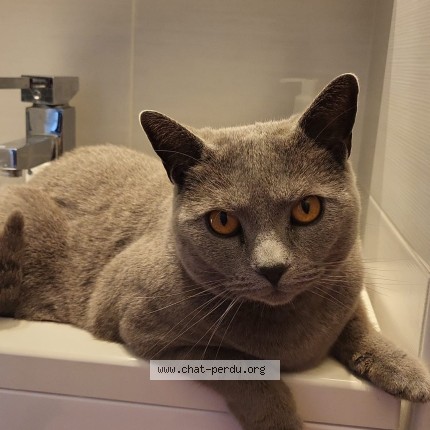 Photo of a cat found in Perrignier