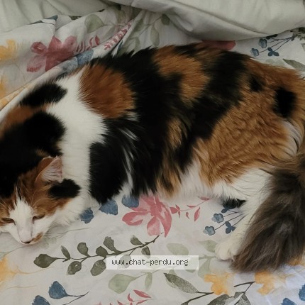 Photo of a cat found in Cluny