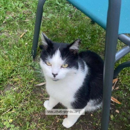 Photo of a cat found in Carrieres Sous Poissy