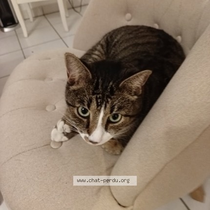 Photo of a cat found in Paris 13eme Arrondissement
