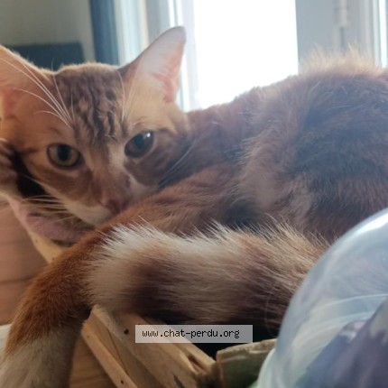 Foto einer wiedergefundenen Katze in La Roche Sur Yon
