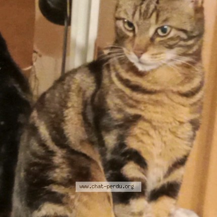 Photo of a cat found in Calais