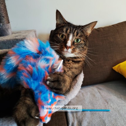 Photo of a cat found in Lezignan La Cebe