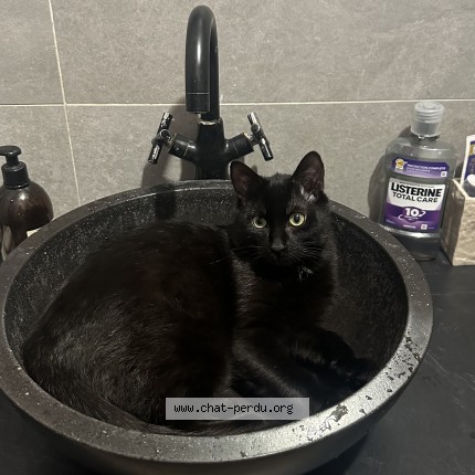 Photo of a cat found in Paris
