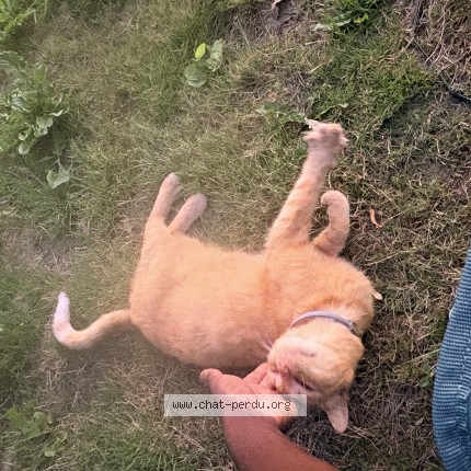 Foto 1/1 Kat gevonden Gevonden in Athus