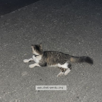 Foto 1/1 Kat gevonden Gevonden in Liege