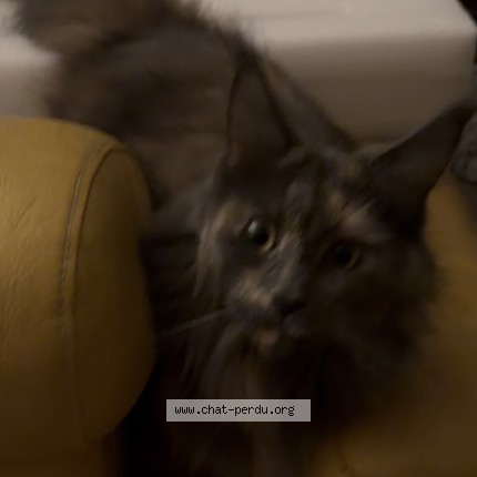 Foto einer wiedergefundenen Katze in Chatou