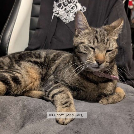 Photo of a cat found in Aubenas