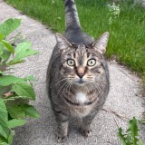 Gatita