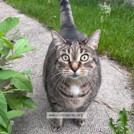 Photo 1/1 Gatita Cat lost in Terrebonne