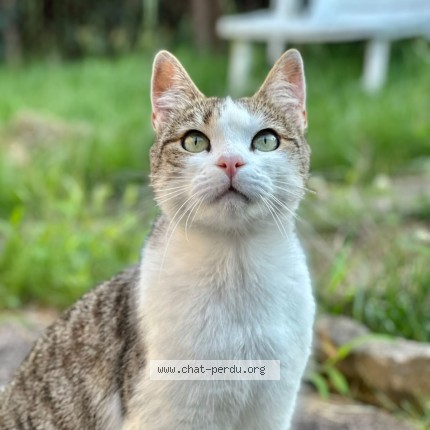 Photo of a cat found in Freyming Merlebach