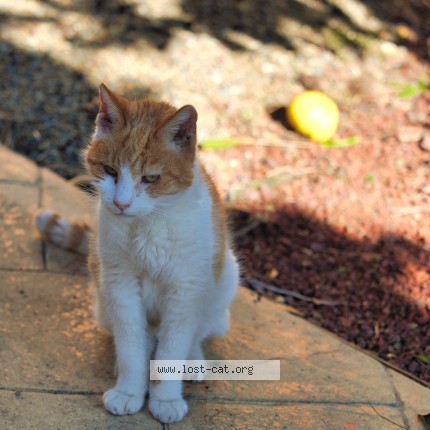 Photo 1/1 Found cat Found in Melbourne