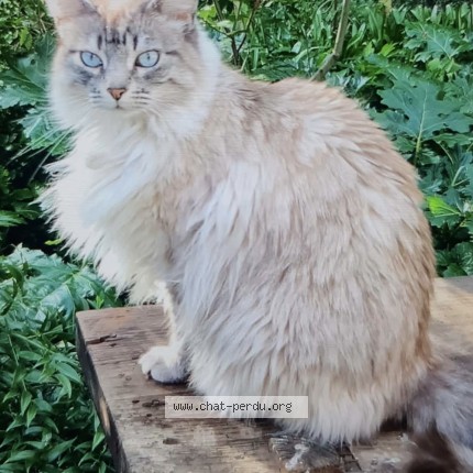 Foto einer wiedergefundenen Katze in Besancon