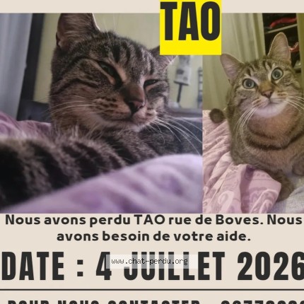 Photo of a cat found in Amiens