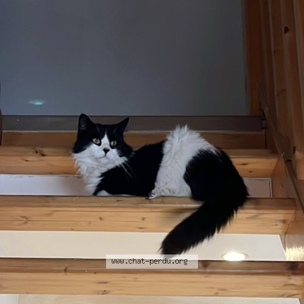 Photo of a cat found in La Roche De Glun
