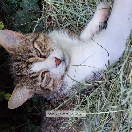 Photo of a cat found in Berstett