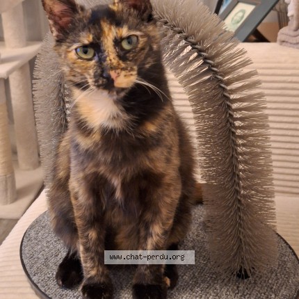Photo of a cat found in Freneuse