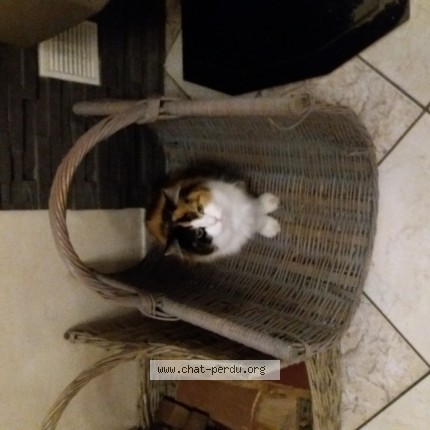 Photo of a cat found in Estrees Mons