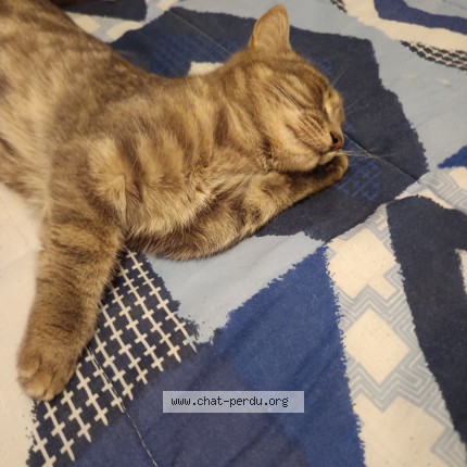 Photo of a cat found in Pont D Ain