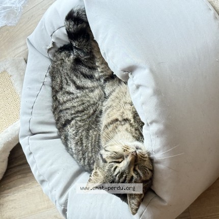Photo of a cat found in Herouville St Clair
