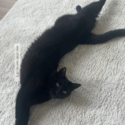 Foto 1/1 Puma Kat vermist in Jette