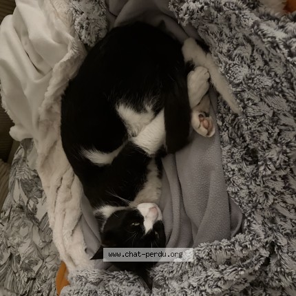 Photo of a cat found in Toulouse