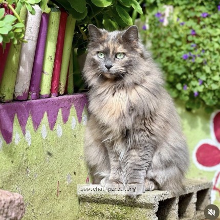 Photo of a cat found in Louvres