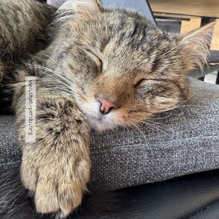 Foto van vermiste kat in Trembleur