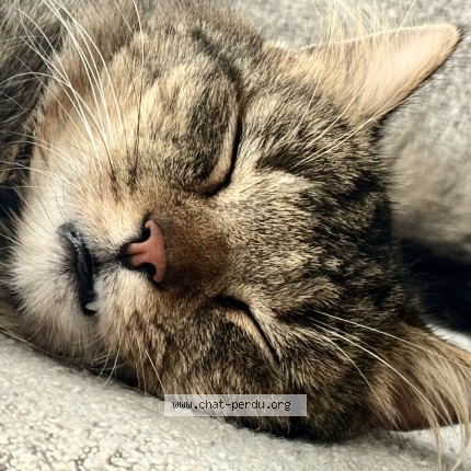 Foto 2/3 Ary Kat vermist in Trembleur