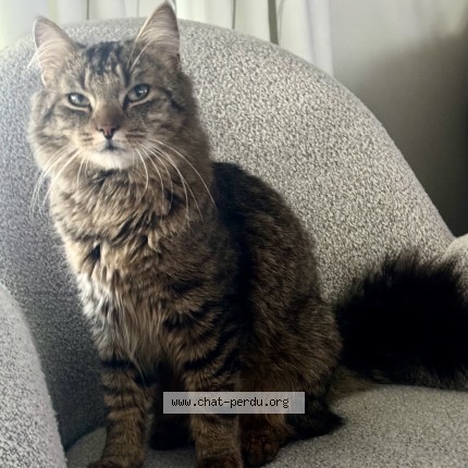 Foto 3/3 Ary Kat vermist in Trembleur