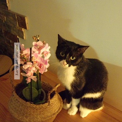Photo of a cat found in Bois Colombes