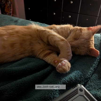 Photo 1/1 Fanta Cat lost in Jacksonville