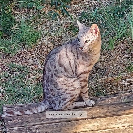 Photo of a cat found in Ales