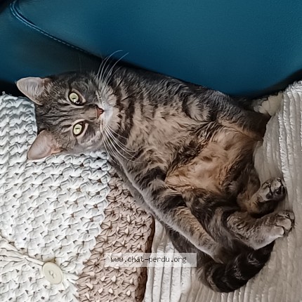 Foto 1/1 Wiedergefundene Katze Verloren in Broc