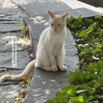 Foto 1/1 Kat gevonden Gevonden in Brussels