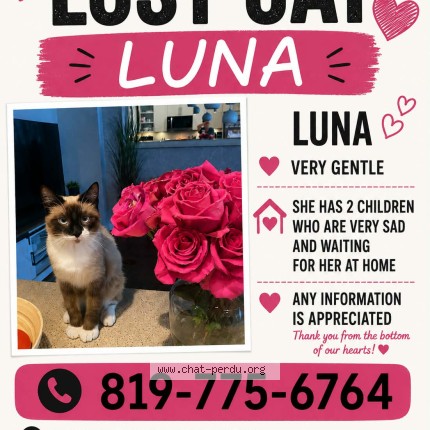 Photo 1/1 luna Cat lost in Orleans