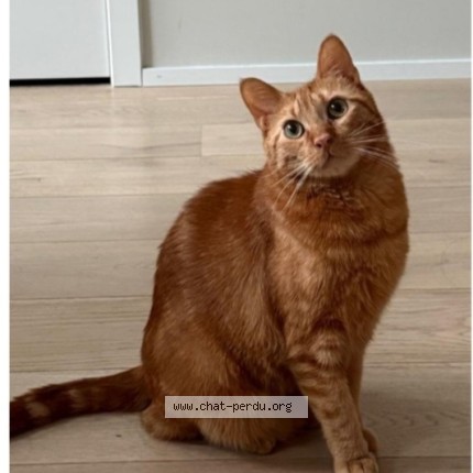 Foto 1/1 Créature Kat vermist in Bruxelles