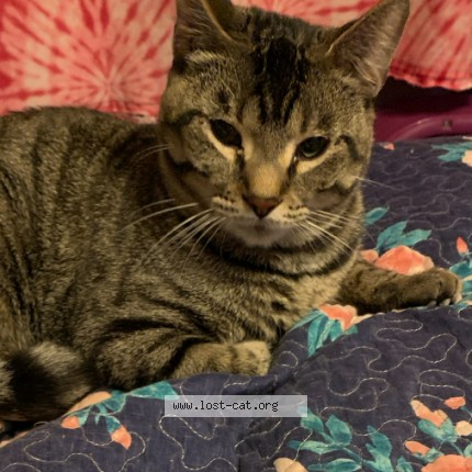 Photo 1/1 bashful Cat lost in Dilliner