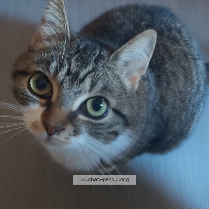 Foto 1/1 Séléna Kat vermist in Vaux Et Borset
