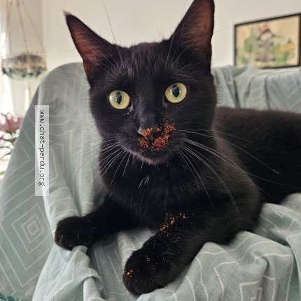 Foto 1/1 mei mei Kat vermist in Laeken