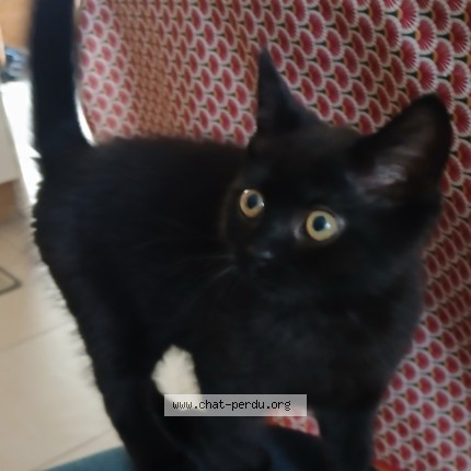 Foto 1/1 Zazou Kat vermist in Soignies
