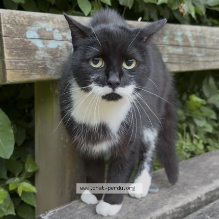 Foto 1/1 Kat gevonden Gevonden in Woluwe St Lambert