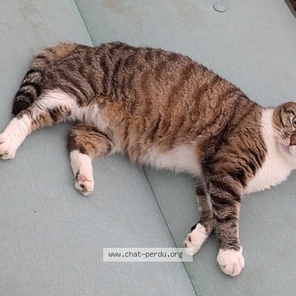 Photo of a cat found in Saint Andre Lez Lille