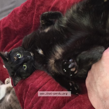 Photo of a cat found in Santes