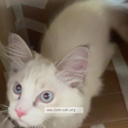 Photo 1/1 Found cat Found in Markham