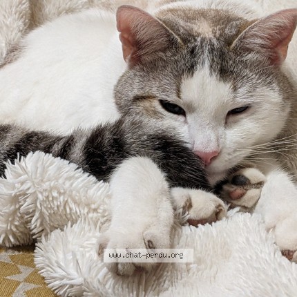 Photo of a cat found in Lempdes