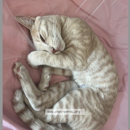 Photo of a cat found in Lorgues